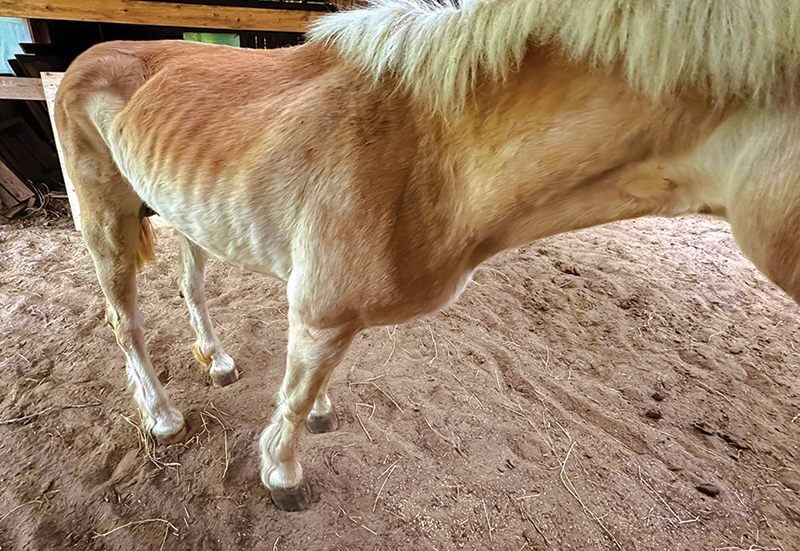 horse rescues quebec, a horse tale rescue quebec, caroline handy a horse tale, aht in quebec, horse sanctuaries in quebec