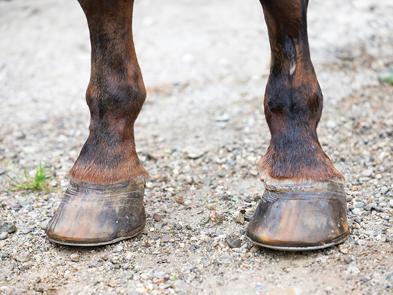 horse hoof with laminitis, Dental health older horse, joint pain older horse, nutrition senior horse, gut health aging horse, ppid horses, cushing's disease horses, horse laminitis, ems equine metabolic syndrome, eye health old horse, exercising senior horse, signs horse is getting old