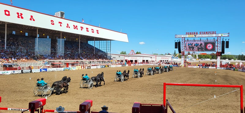 alberta quadrille ponoka stampede, horses with jobs, working horses, school horses, therapy horses, search and rescue horses, quadrille horses, movie horses, horse temperament, equine careers