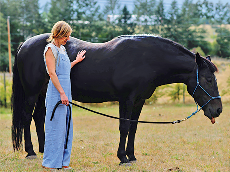 relationship with horses, understanding horses, alexa linton, how old horses get, paddock paradise track system, natural environment horses