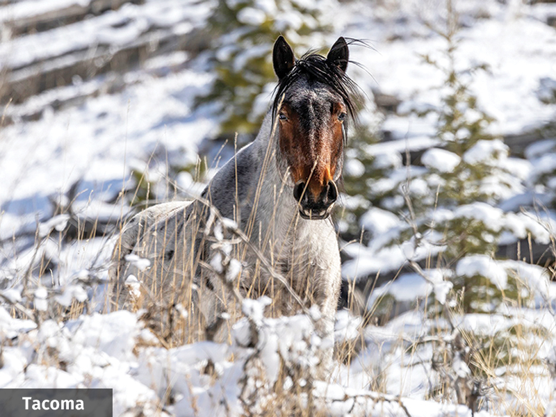 alberta's wild horses, wild horses alberta cull, horses in alberta, feral horse management framework, alberta wildies society, haws, the wildie west podcast, wild horses of alberta whoas, alberta mountain horse