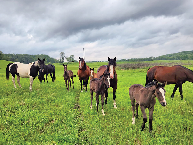 breeding farms rodeo horses canada, austin siklenka breeding farm, rodeo horse breeding farms saskatchewan, Bucking horses