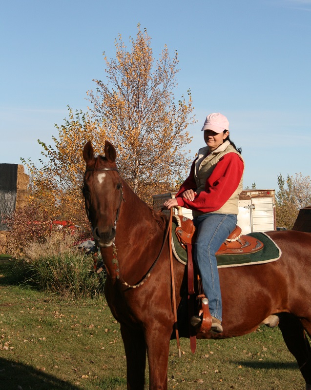 american saddlebred breed profile, versatile horses, american-bred horses