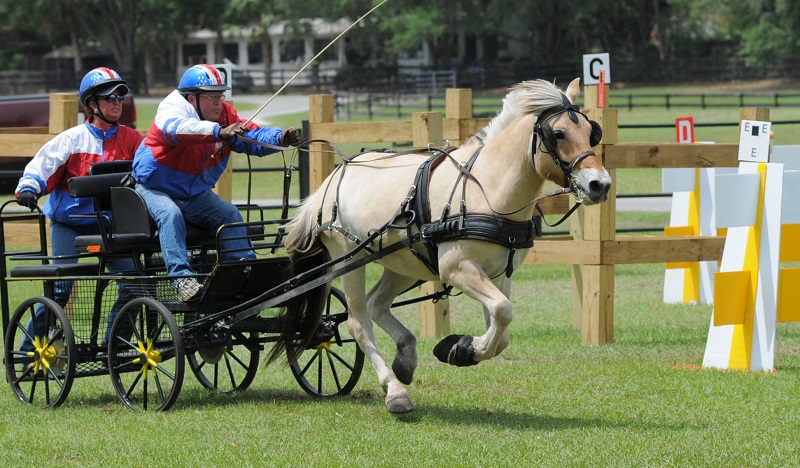 Norwegian Fjord, Asiatic wild horse or Przewalski horse, Highland Pony and the Icelandic Horse. Horses used by vikings, Beaver Dam Farm in Nova Scotia, American Driving Society (ADS), Wallace Point Fjords, Blue Raven Farm, and McKinnon’s Neck Farm