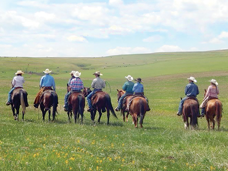 family farms, how to run a family farm, horse farms, how to manage farm and family life, canadian farms, horse farms canada, managing farm and children, tania millen