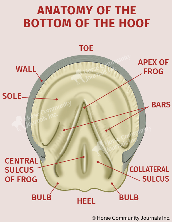 treathing thrush horses, preventing thrush horses, symptoms of horse thrush, anatomy of horse hoof, equine guelph 