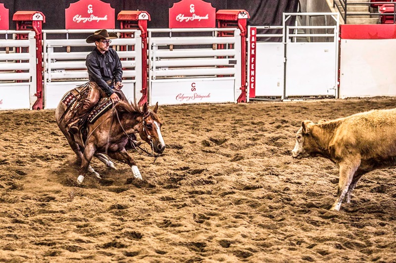 professional cutting horse trainer brad pedersen