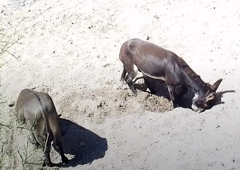 horses dig wells, donkeys well digging, equine science update, horses environmental
