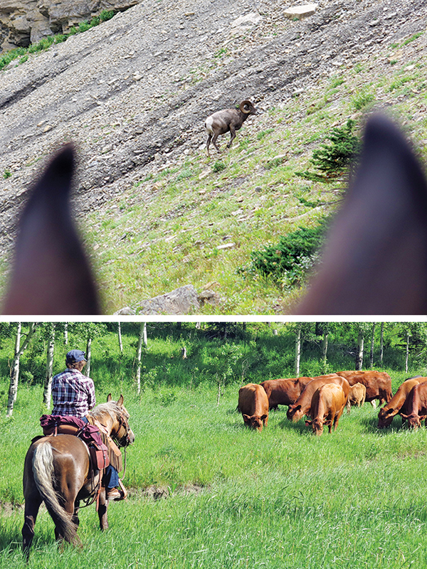 trail riding preparation, horse fitness training, trail horse skills, equine conditioning program, horse camping trips Canada, rider fitness equestrian, trail riding safety, horse training for trails