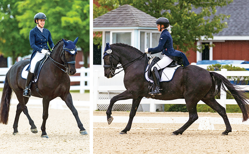 canadream kelbeck you-and-me, Roxanne Salinas Bear Hollow Farm Canadian Horse, Ken Morris CHHAPS, Canadian Horse Heritage and Preservation Society, Canada's National Horse, Swallowfield Farm Ladysmith, Danadream Farm Quebec, Canadian Horse Breed Pedigree Book, First Farms Canadians