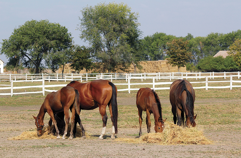 equine industry symposium 2021, covid-19 canada's horse industry, university of guelph symposium, canada's horse industry