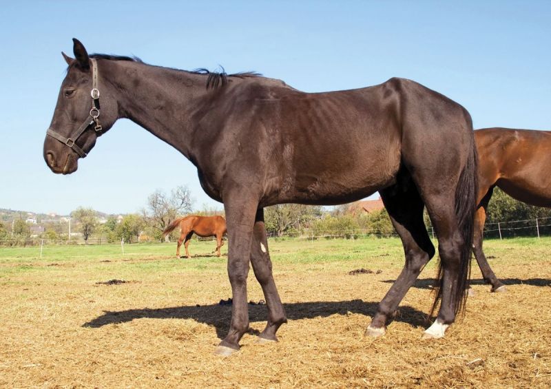 equine industry symposium 2021, covid-19 canada's horse industry, university of guelph symposium, canada's horse industry