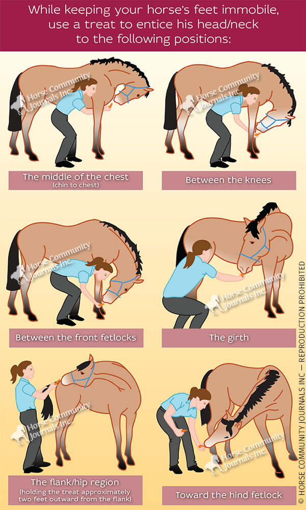 winter horse, riding in winter, training in winter, conditioning horse, keep horse fit winter, horse stretches, carrot stretch