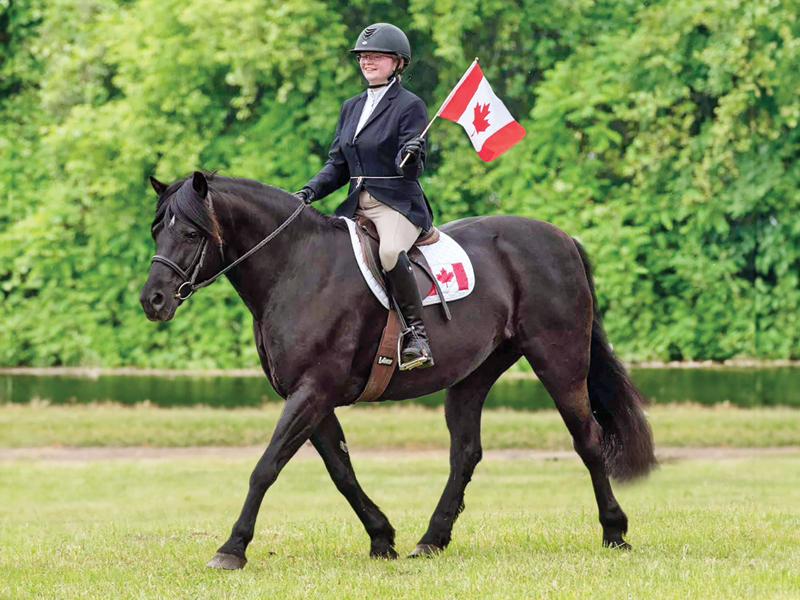 Canadian mare Jalna Luckybud Whisper, Roxanne Salinas Bear Hollow Farm Canadian Horse, Ken Morris CHHAPS, Canadian Horse Heritage and Preservation Society, Canada's National Horse, Swallowfield Farm Ladysmith, Danadream Farm Quebec, Canadian Horse Breed Pedigree Book, First Farms Canadians