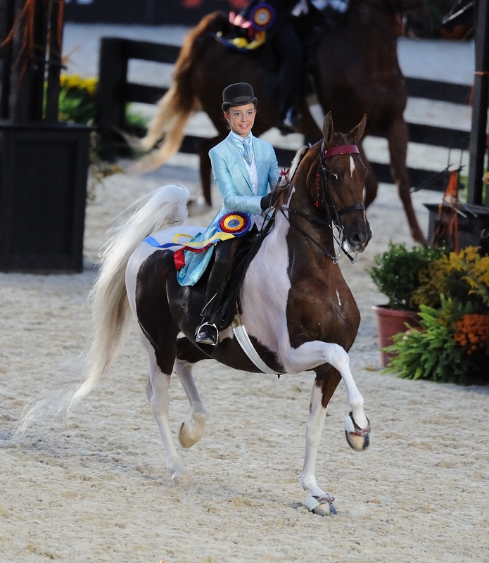 american saddlebred breed profile, versatile horses, american-bred horses