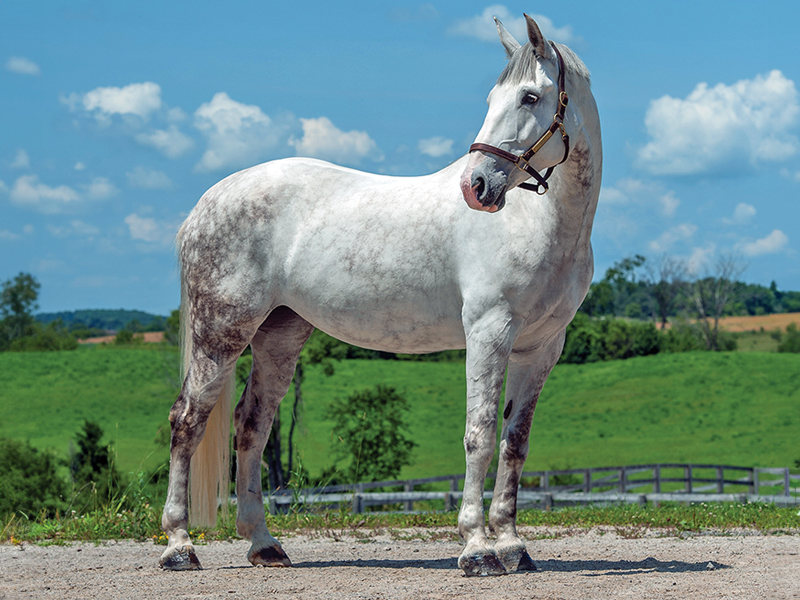 equine photography, horse photography tips, photographing horses, rule of thirds photography, equine composition techniques, horse photo focus modes, AF-C tracking horses, photographing moving horses, Canadian equestrian photography, Shawn Hamilton photography, Clix Photography, horse photography composition, capturing horses in motion, equine photo tips Canada, horse rider photography
