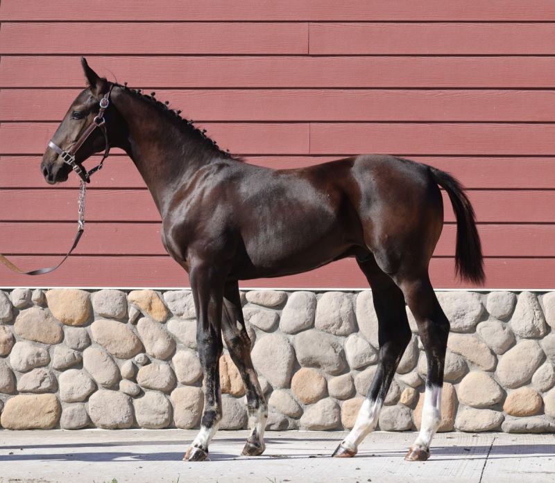 zinfandel cwhba, estrella del norte, ulterra giselle, zinfandel, deutscher de niro, cwhba fall sale, canadian warmblood fall sale