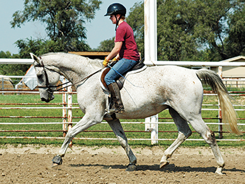 leg cues horse, self-carriage horse, horse needs lots of leg