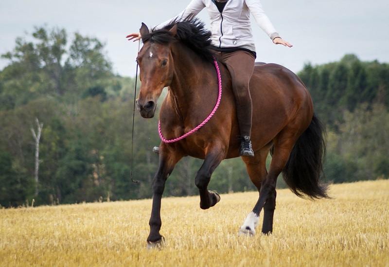 how to play with my horse, alexa linton on horse play, mindfulness activities with horses, fun equine activities, how to reduce my horse's stress, alexa linton equine sports therapist