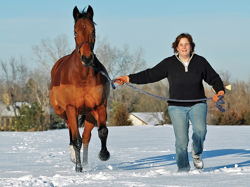 GROUNDWORK horses, exercises for horses, keeping a horse fit, jec ballou horse fitness, how to keep my horse healthy without riding, exercising a horse without riding