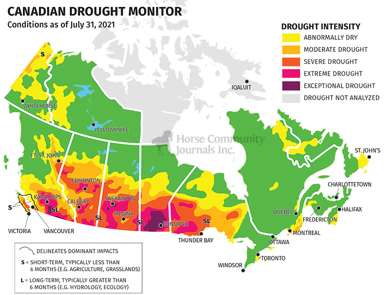 drought in canada, hay shortage canadian horse industry, finding good horse hay canada, reduce horse hay waste, drought horse industry