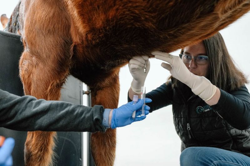 how to plan emergency horses, burwash equine services, dr. crystal lee burwash, ultrasound for horses, physical exam horses, abdominal tap horse, nasogastric tube horse, puncture wound horse