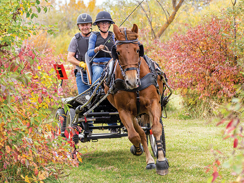 el passo nobell texel canadian horse, Roxanne Salinas Bear Hollow Farm Canadian Horse, Ken Morris CHHAPS, Canadian Horse Heritage and Preservation Society, Canada's National Horse, Swallowfield Farm Ladysmith, Danadream Farm Quebec, Canadian Horse Breed Pedigree Book, First Farms Canadians