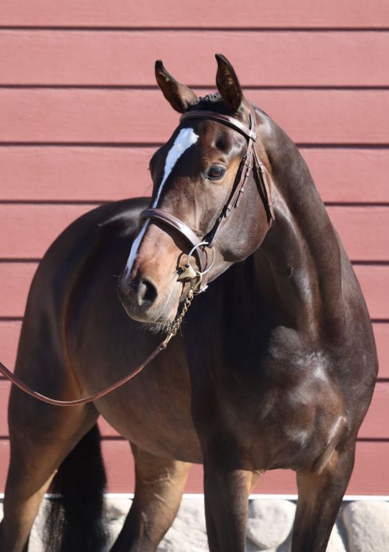 zinfandel cwhba, estrella del norte, ulterra giselle, zinfandel, deutscher de niro, cwhba fall sale, canadian warmblood fall sale