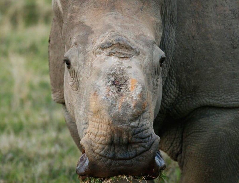 Vets with Horsepower 2021, ethelberth youth and chilcare centre south africa, horses in need, horse welfare