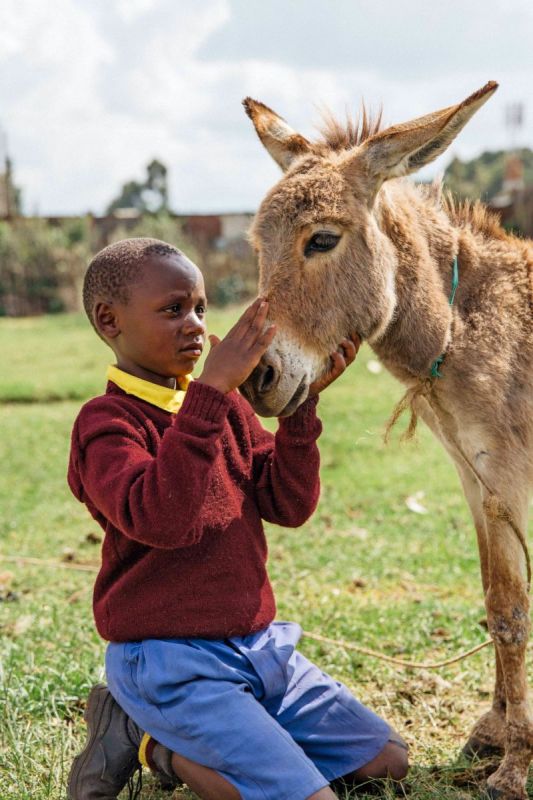 brooke usa, ejiao donkey skin trade, amazon ejiao, health products ejiao, donate to help donkeys worldwide, donkeys third world countries