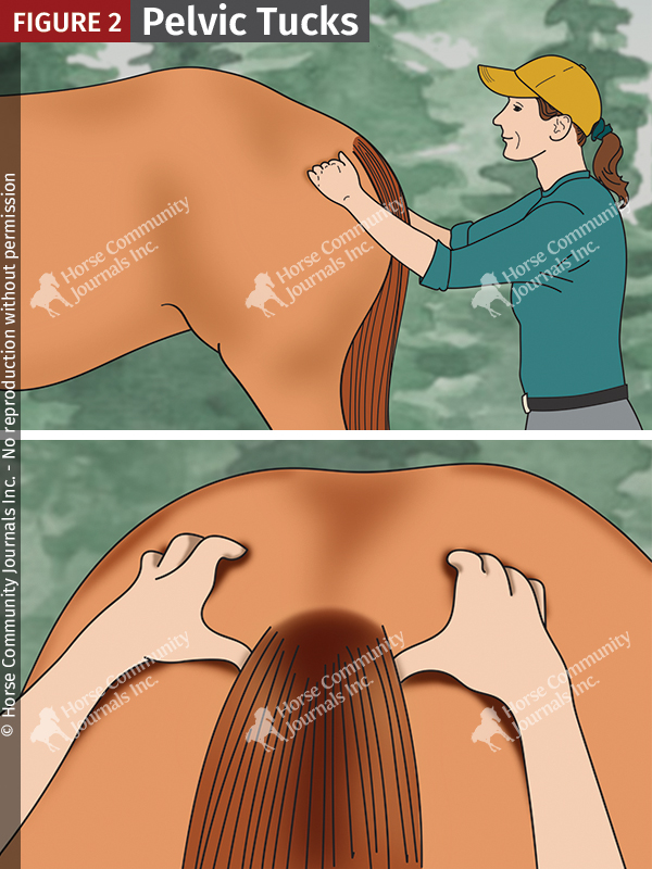 pelvic tilt exercise horses, horse fitness, jec balou