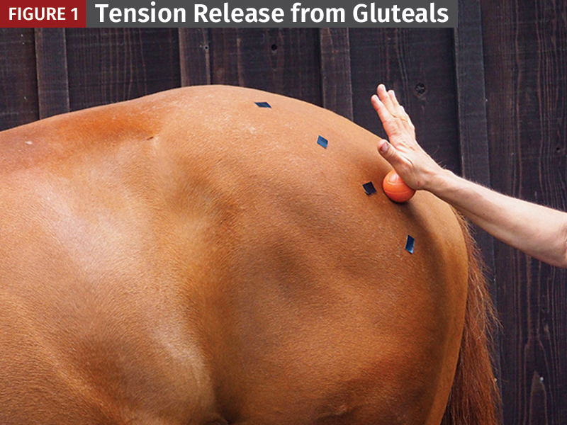 tension release horse glute muscles, massage for horse, mec ballou
