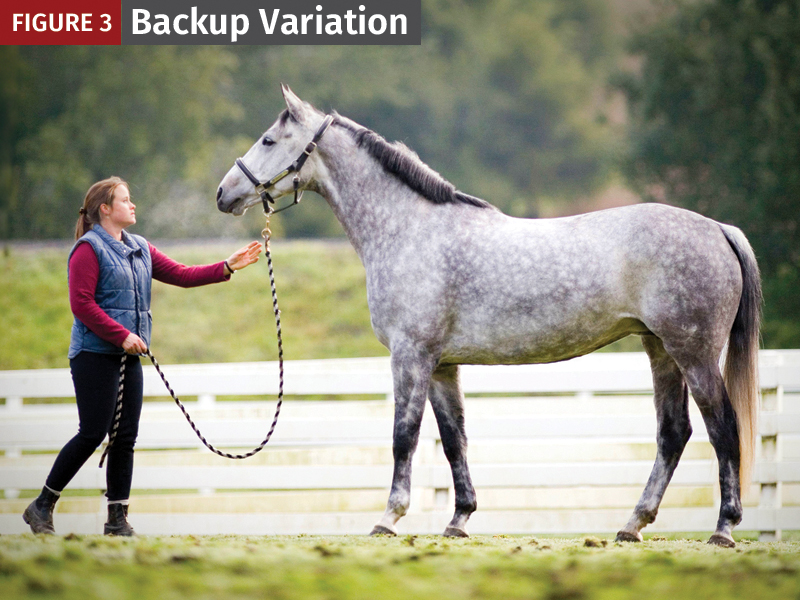 backup physical fitness horses, jec ballou