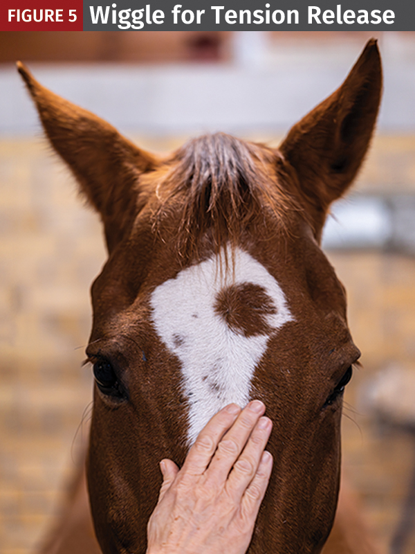 tension release horses, jec ballou equine fitness