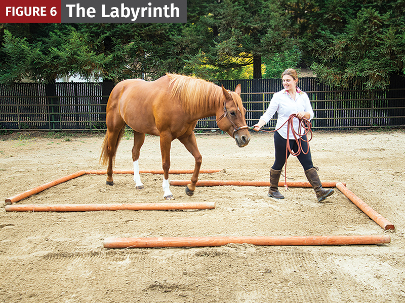 labyrinth with horses, warming up horses, jec ballou equine fitness