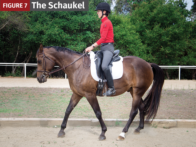 the schaukel exercises horses, horse backwards exercise, jec ballou equine fitness