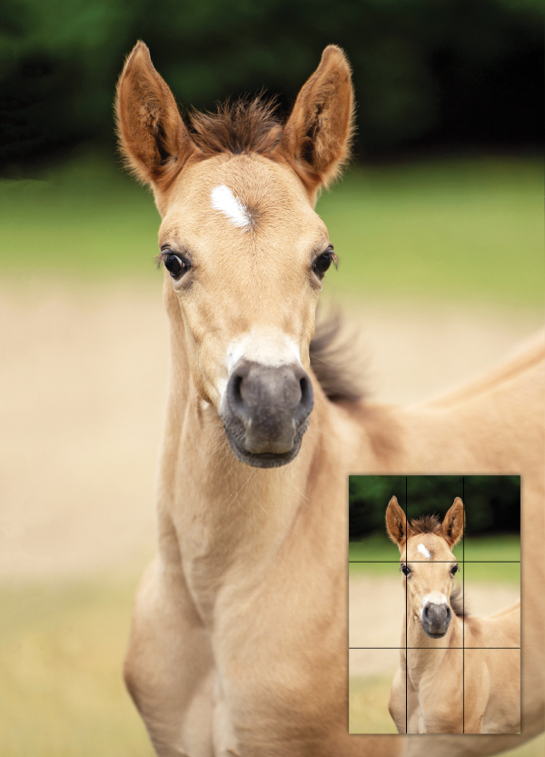 equine photography, horse photography tips, photographing horses, rule of thirds photography, equine composition techniques, horse photo focus modes, AF-C tracking horses, photographing moving horses, Canadian equestrian photography, Shawn Hamilton photography, Clix Photography, horse photography composition, capturing horses in motion, equine photo tips Canada, horse rider photography