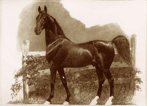 american saddlebred breed profile, versatile horses, american-bred horses