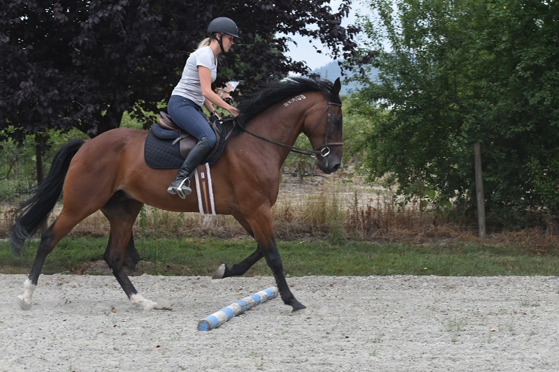 rescue horses canada, homes for retired racehorses canada, greener pastures, wild horses of alberta, longrun thoroughbred, new stride equine retirement, thoroughbred aftercare alliance, horse welfare alliance of canada