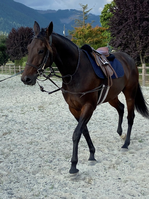 rescue horses canada, homes for retired racehorses canada, greener pastures, wild horses of alberta, longrun thoroughbred, new stride equine retirement, thoroughbred aftercare alliance, horse welfare alliance of canada