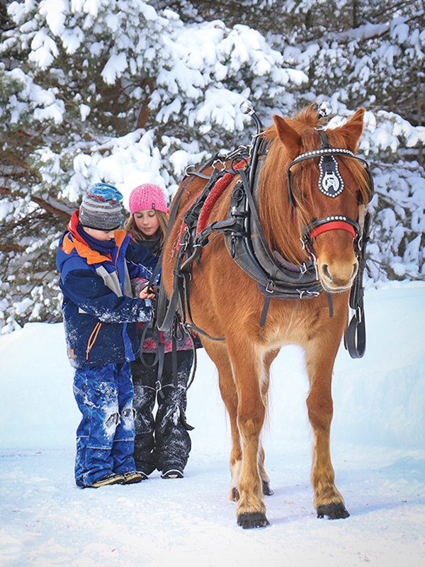 Roxanne Salinas Bear Hollow Farm Canadian Horse, Ken Morris CHHAPS, Canadian Horse Heritage and Preservation Society, Canada's National Horse, Swallowfield Farm Ladysmith, Danadream Farm Quebec, Canadian Horse Breed Pedigree Book, First Farms Canadians