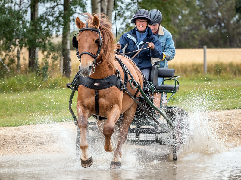 canadian horse breed, canada's national breed, chhaps, canadian horse heritage & preservation society, canada's national horse, canadian horses water obstacle