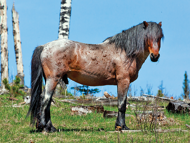 alberta's wild horses, wild horses alberta cull, horses in alberta, feral horse management framework, alberta wildies society, haws, the wildie west podcast, wild horses of alberta whoas, alberta mountain horse