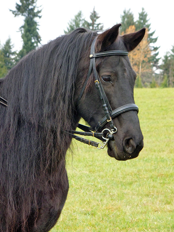 temis uvani heritage canadian mare, Roxanne Salinas Bear Hollow Farm Canadian Horse, Ken Morris CHHAPS, Canadian Horse Heritage and Preservation Society, Canada's National Horse, Swallowfield Farm Ladysmith, Danadream Farm Quebec, Canadian Horse Breed Pedigree Book, First Farms Canadians