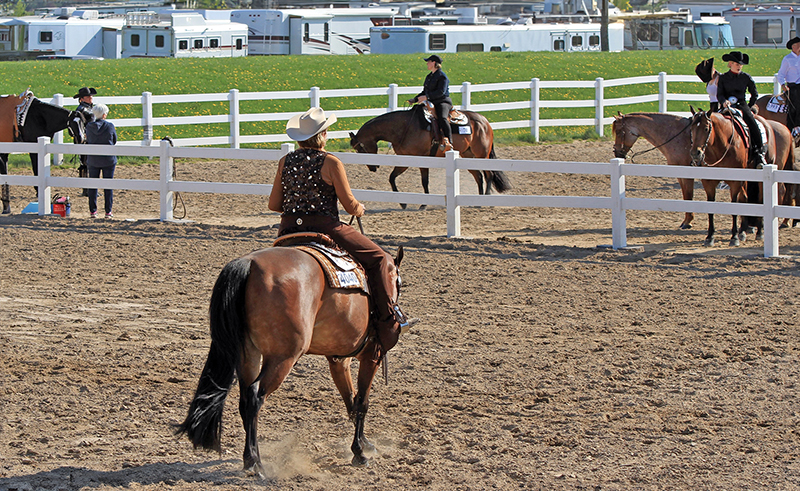 horse training options, riding with a trainer, do it yourself horse training, equestrian coaching advice, amateur rider development, horse riding lessons, equestrian training models, choosing a horse trainer, independent riding, riding without a coach