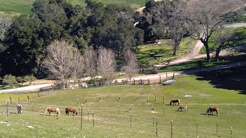 tracking systems for horses, alexa linton, horse barn layouts, horsekeeping methods, how to organize horse paddocks, natural grazing horses