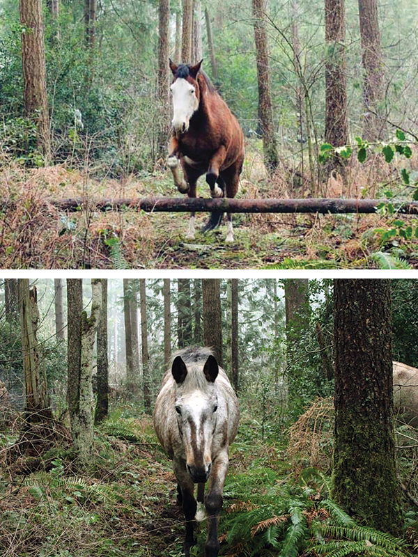 tracking systems for horses, alexa linton, horse barn layouts, horsekeeping methods, how to organize horse paddocks, natural grazing horses