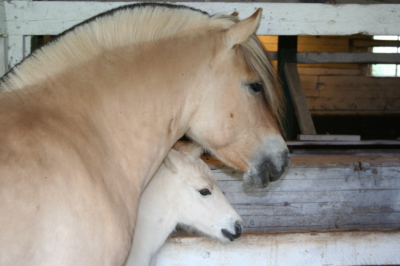 Norwegian Fjord, Asiatic wild horse or Przewalski horse, Highland Pony and the Icelandic Horse. Horses used by vikings, Beaver Dam Farm in Nova Scotia, American Driving Society (ADS), Wallace Point Fjords, Blue Raven Farm, and McKinnon’s Neck Farm