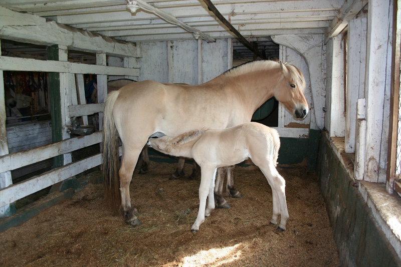 Norwegian Fjord, Asiatic wild horse or Przewalski horse, Highland Pony and the Icelandic Horse. Horses used by vikings, Beaver Dam Farm in Nova Scotia, American Driving Society (ADS), Wallace Point Fjords, Blue Raven Farm, and McKinnon’s Neck Farm