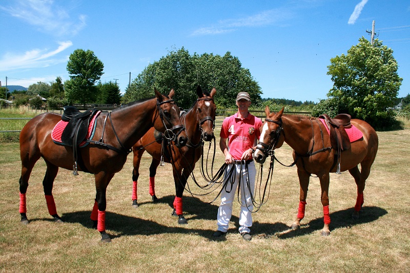 rescue horses canada, homes for retired racehorses canada, greener pastures, wild horses of alberta, longrun thoroughbred, new stride equine retirement, thoroughbred aftercare alliance, horse welfare alliance of canada